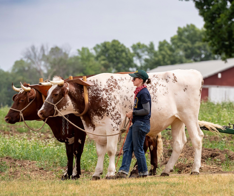 Ruth Burke and 2 oxen